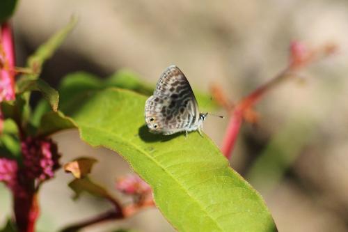 Réf. 253 537 : Leptotes pirithous